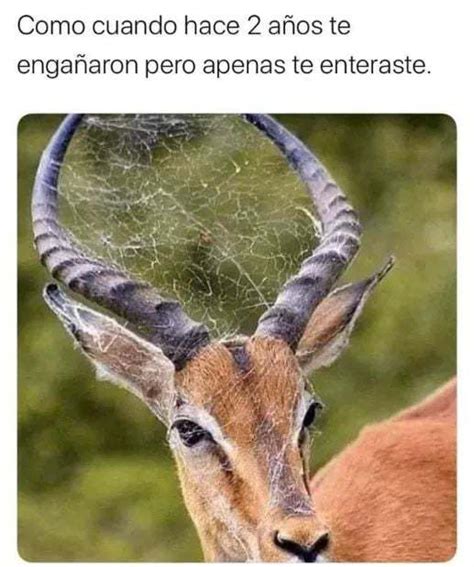 memes de cuernos